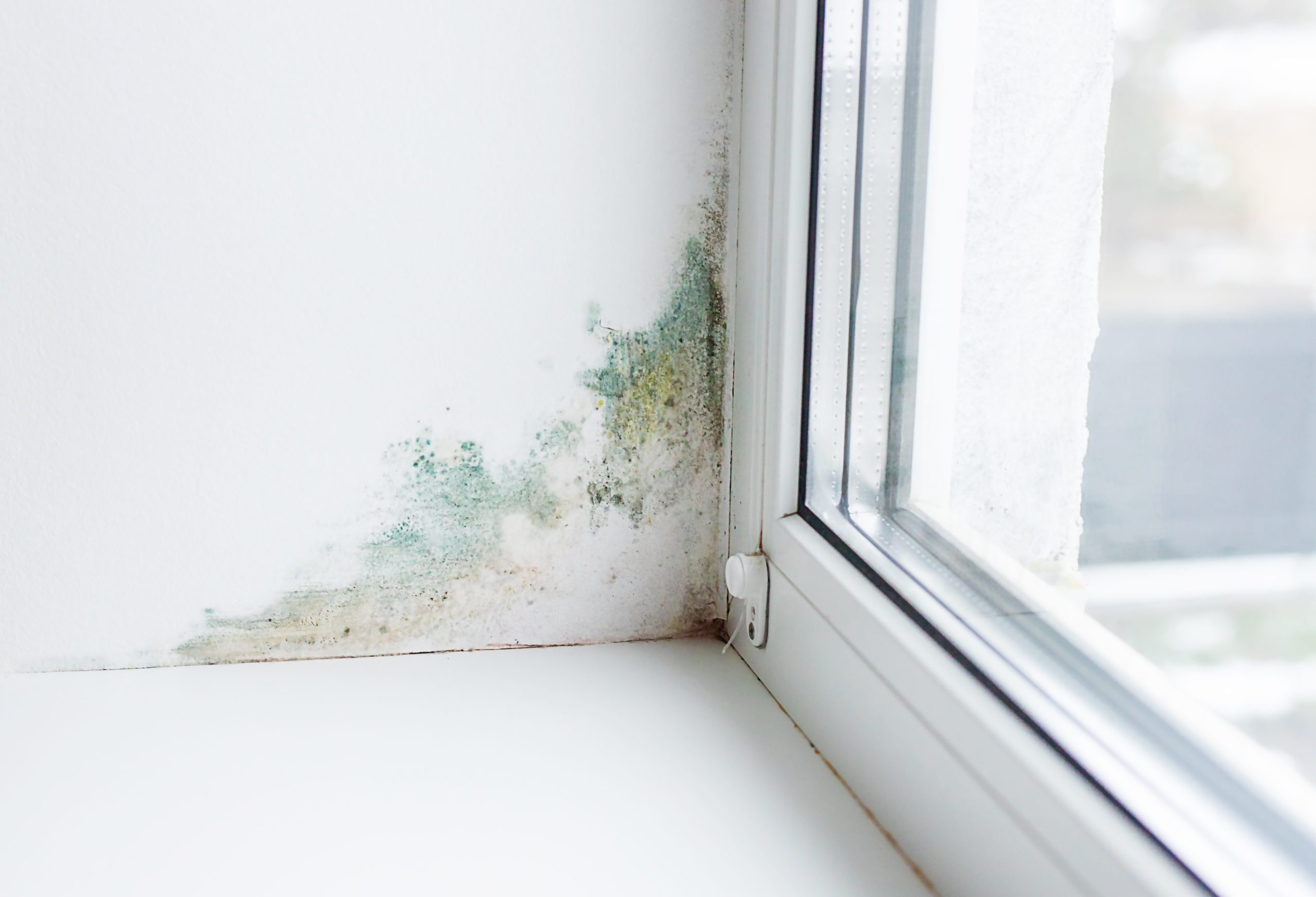 damp on  window sill