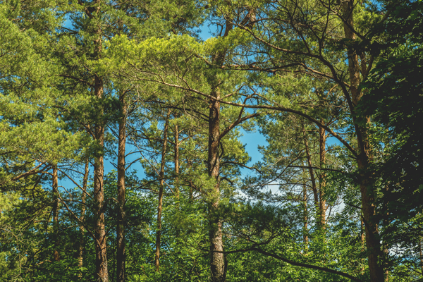 Image of trees