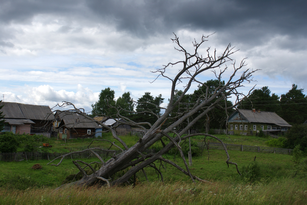 A dead tree