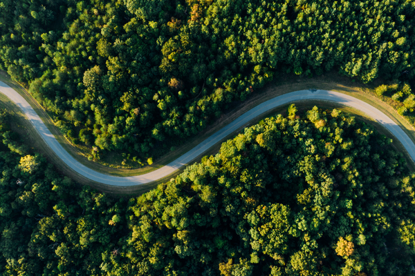 Road lined with trees