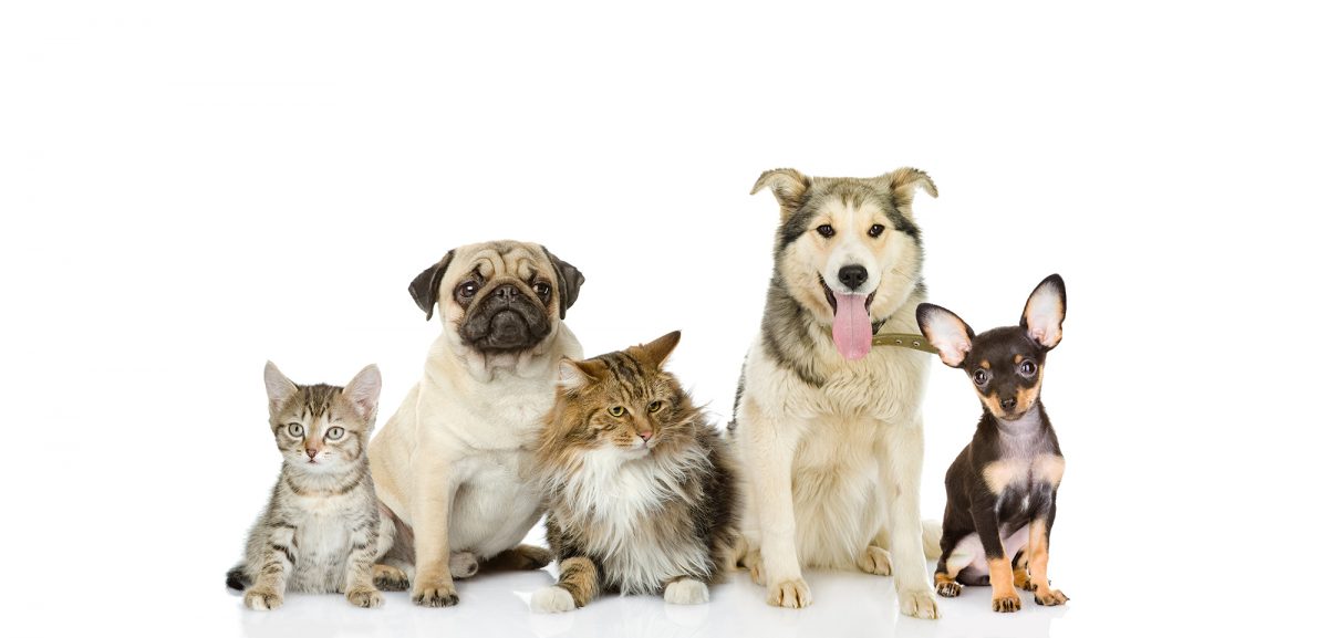 Picture of group of cats and dogs