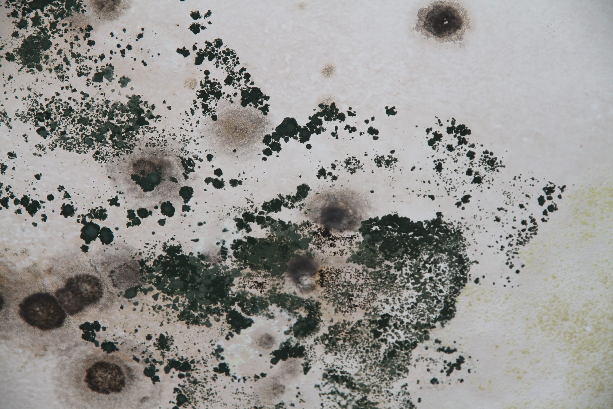 Image of black mould