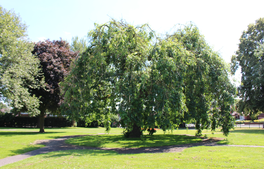 Burntwood Park